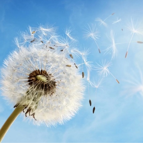 Dandelion earrings - Picture 5 of 8
